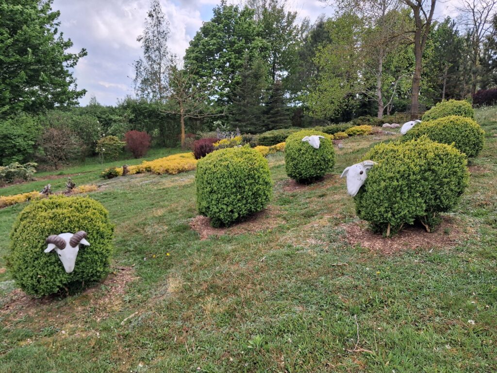 Topiary – krzewy bukszpanu wystrzyżone w kształt owiec w ogrodach Hortulus Spectabilis