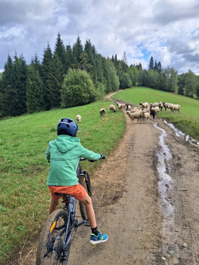 Syn na rowerze górskim na polnej drodze w Gorcach, przed nami stado owiec