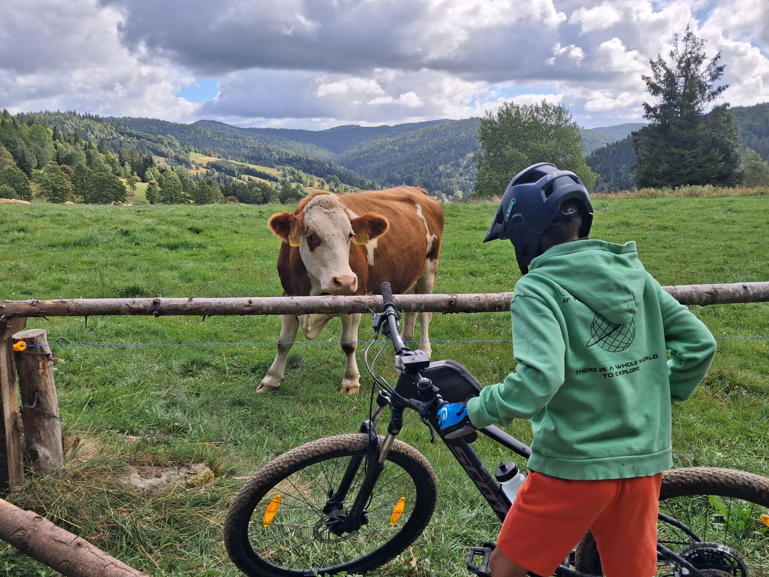 Syn z rowerem przy ogrodzeniu z krową, w tle panorama Gorców